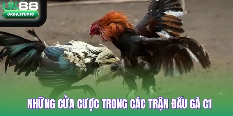 Những cửa cược trong các trận đấu gà C1