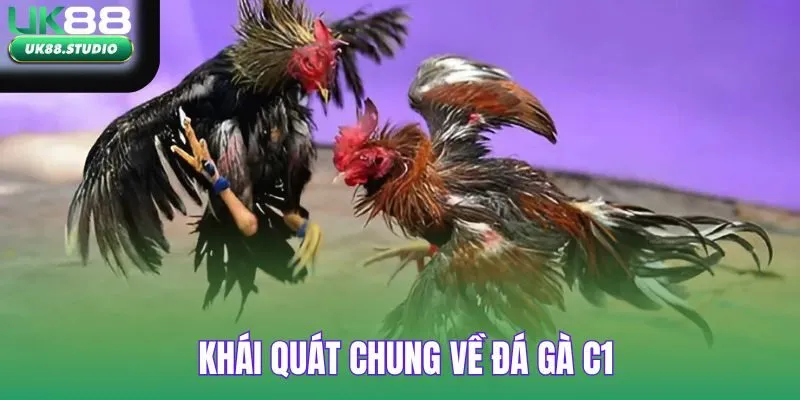 Khái quát chung về giải đá gà C1