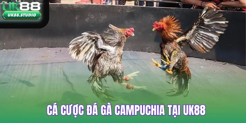 Đá Gà Campuchia tại UK88