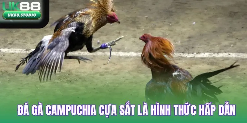 Đá gà campuchia cựa sắt là hình thức hấp dẫn người chơi