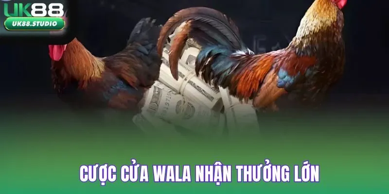 Cược Wala nhận thưởng lớn