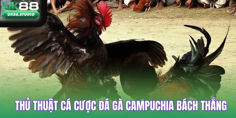 Thủ thuật cá cược đá gà campuchia bách thắng