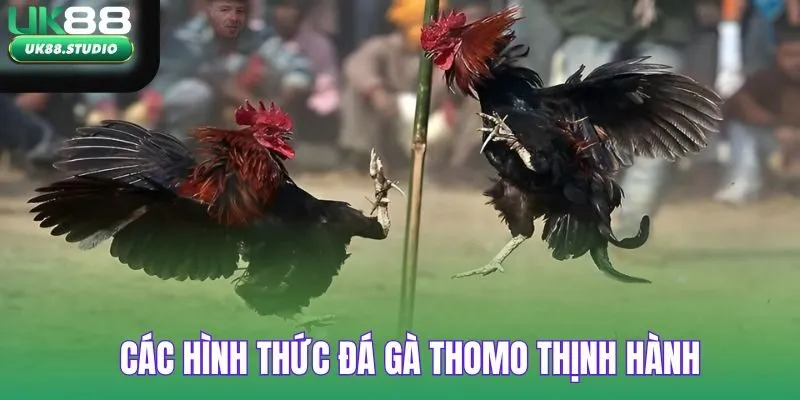 Các hình thức đá gà Thomo thịnh hành