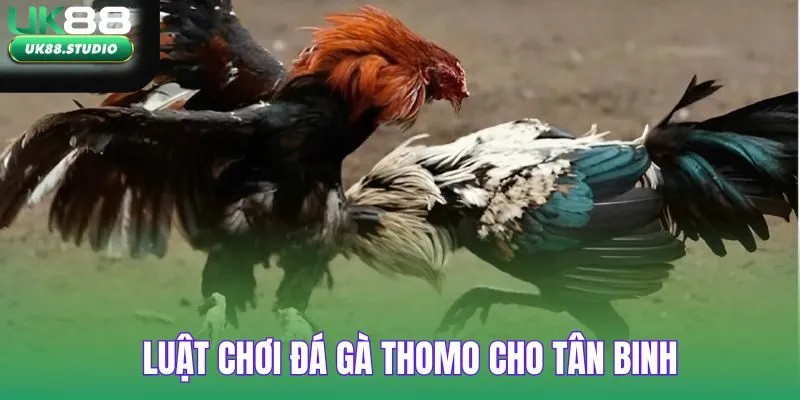 Luật chơi đá gà thomo cho tân binh