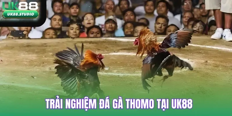 Trải nghiệm đá gà thomo tại UK88