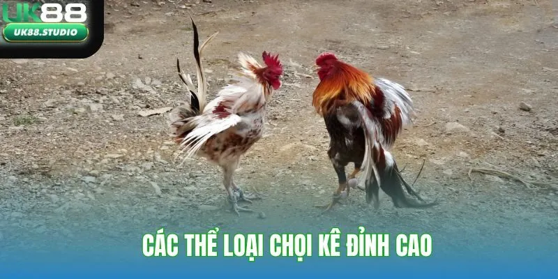 Các thể loại chọi kê đỉnh cao 