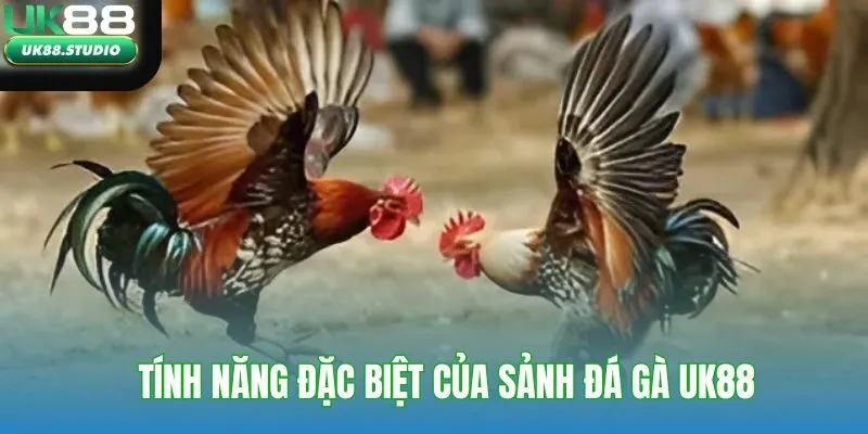 Tính năng đặc biệt của sảnh đá gà UK88